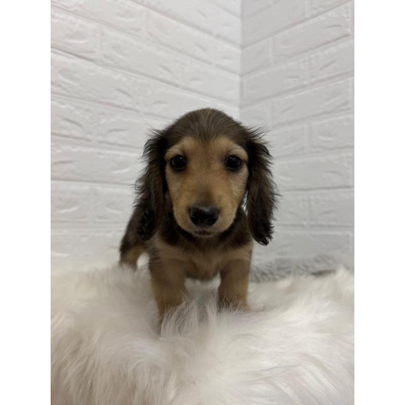 販売中の岡山県のミニチュアダックスフンド(ロングヘアード)-453292の8枚目