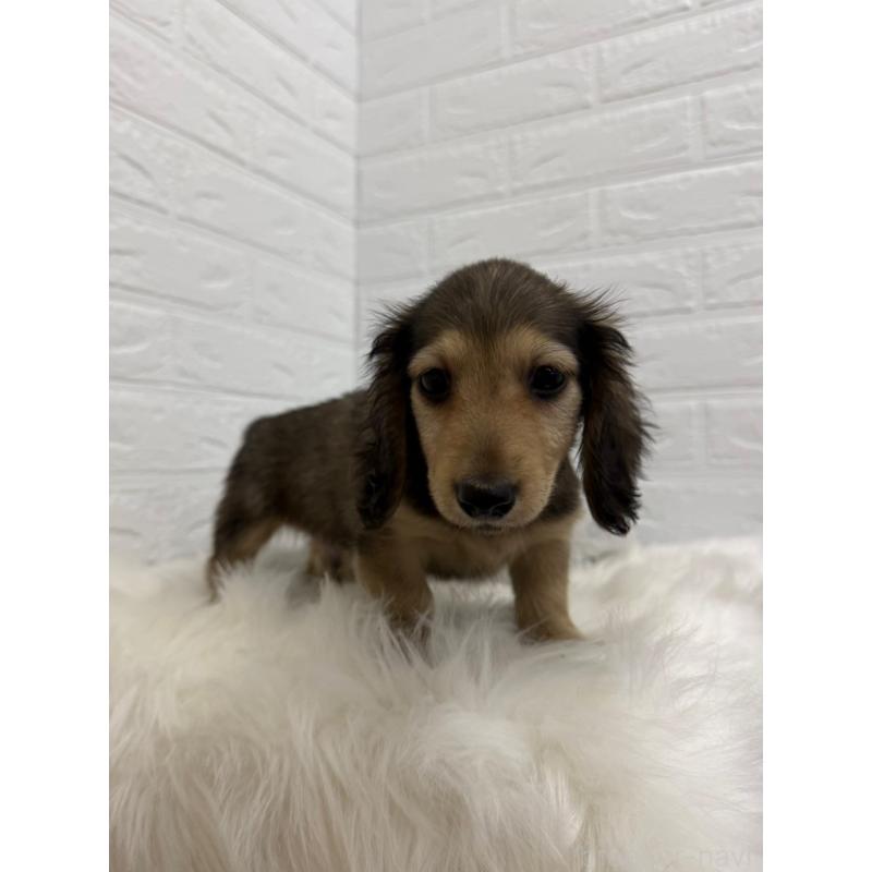 販売中の岡山県のミニチュアダックスフンド(ロングヘアード)-453292の7枚目