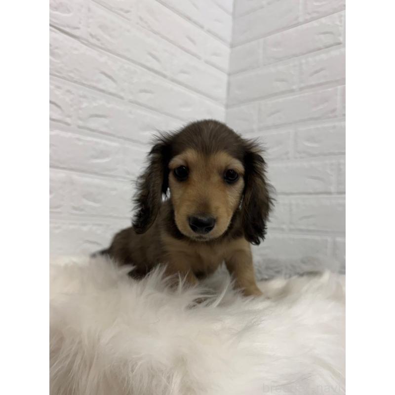 販売中の岡山県のミニチュアダックスフンド(ロングヘアード)-453292の6枚目