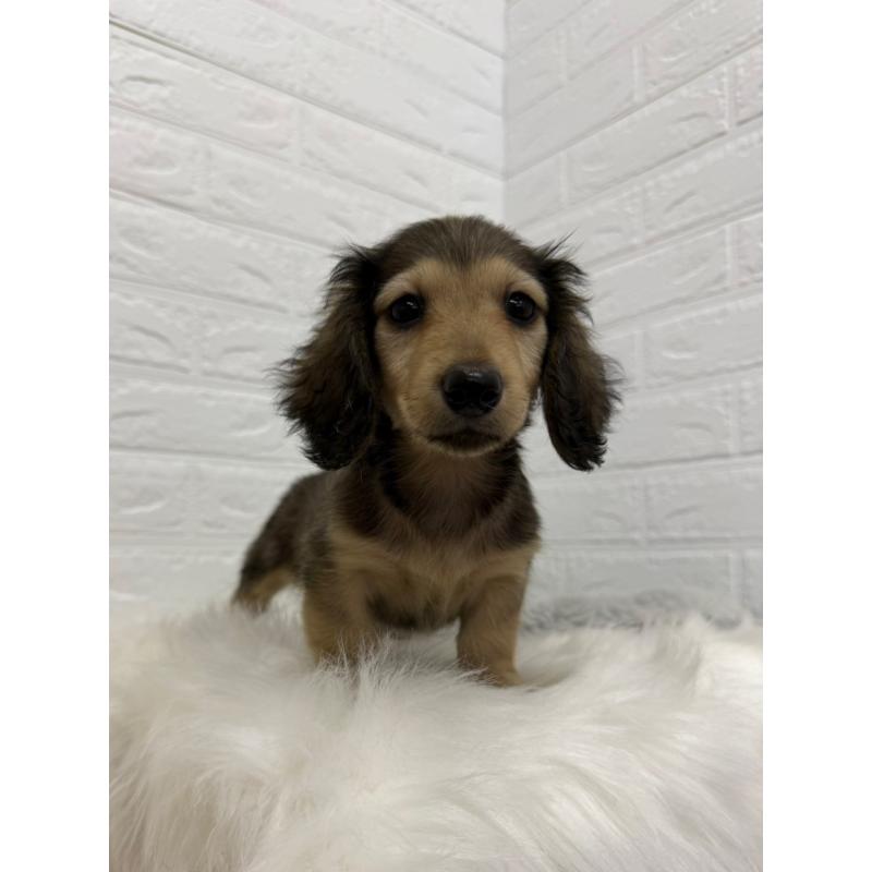 販売中の岡山県のミニチュアダックスフンド(ロングヘアード)-453292の4枚目