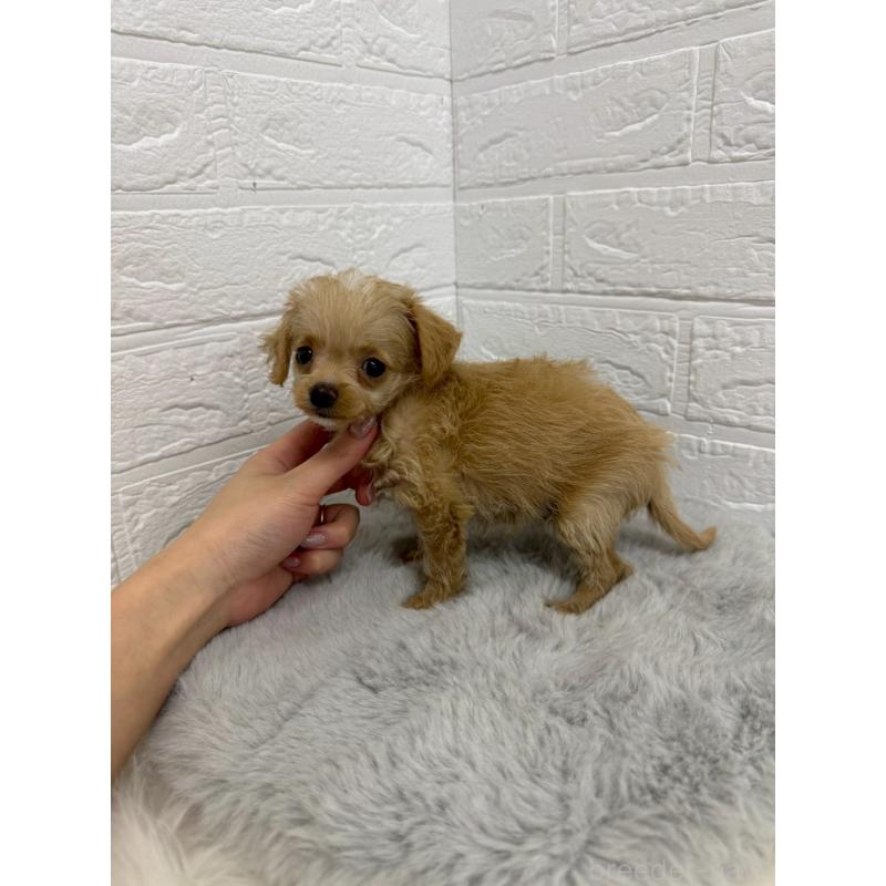 販売中の岡山県のチワプー:チワワ×トイプードル-453293の9枚目