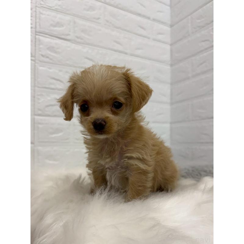 販売中の岡山県のチワプー:チワワ×トイプードル-453293の7枚目