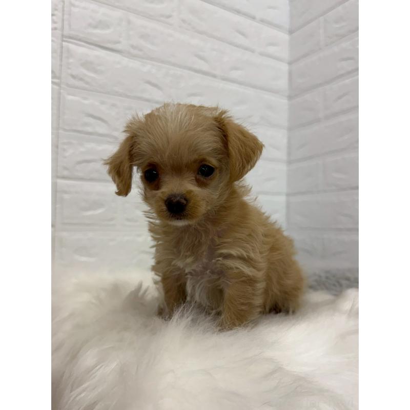 販売中の岡山県のチワプー:チワワ×トイプードル-453293の6枚目