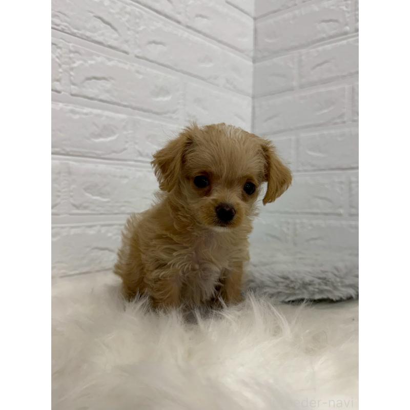 販売中の岡山県のチワプー:チワワ×トイプードル-453293の3枚目