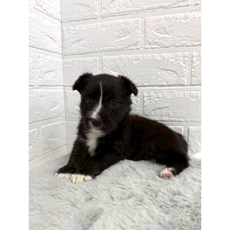 販売中の岡山県のミックス犬-453295の10枚目