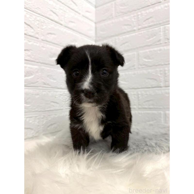 販売中の岡山県のミックス犬-453295の8枚目