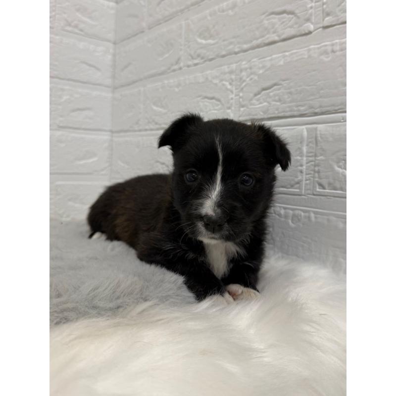 販売中の岡山県のミックス犬-453295の7枚目