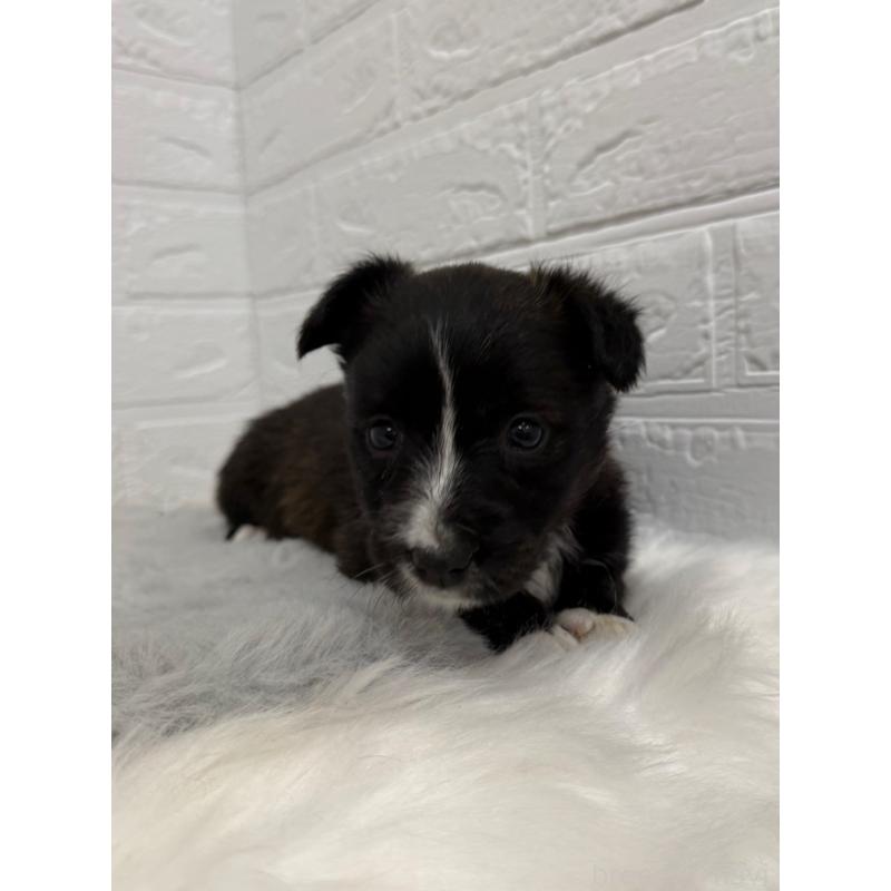 販売中の岡山県のミックス犬-453295の6枚目