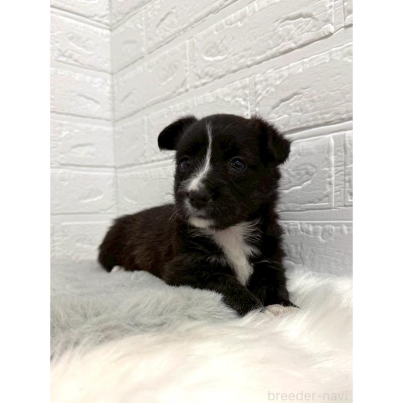 販売中の岡山県のミックス犬-453295の5枚目