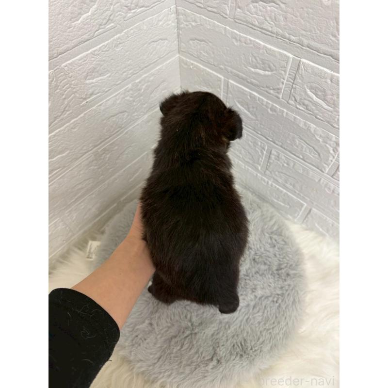 販売中の岡山県のミックス犬-453295の3枚目