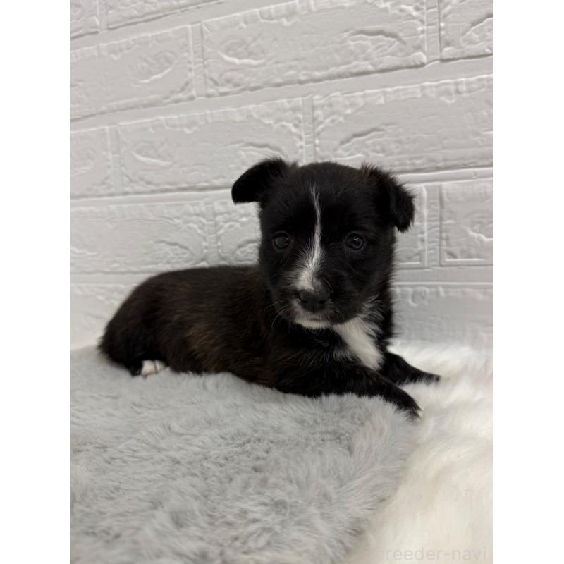 販売中の岡山県のミックス犬-453295の2枚目