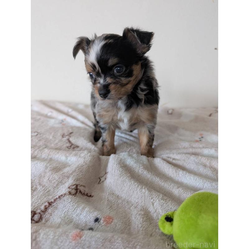 販売中の岡山県のミックス犬-453297の6枚目