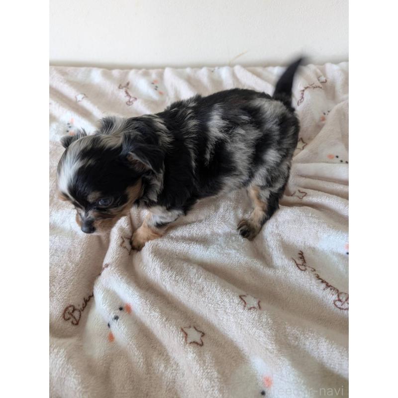 販売中の岡山県のミックス犬-453297の3枚目