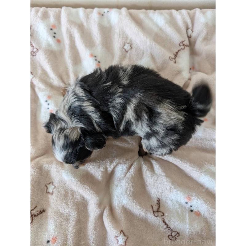 販売中の岡山県のミックス犬-453297の2枚目