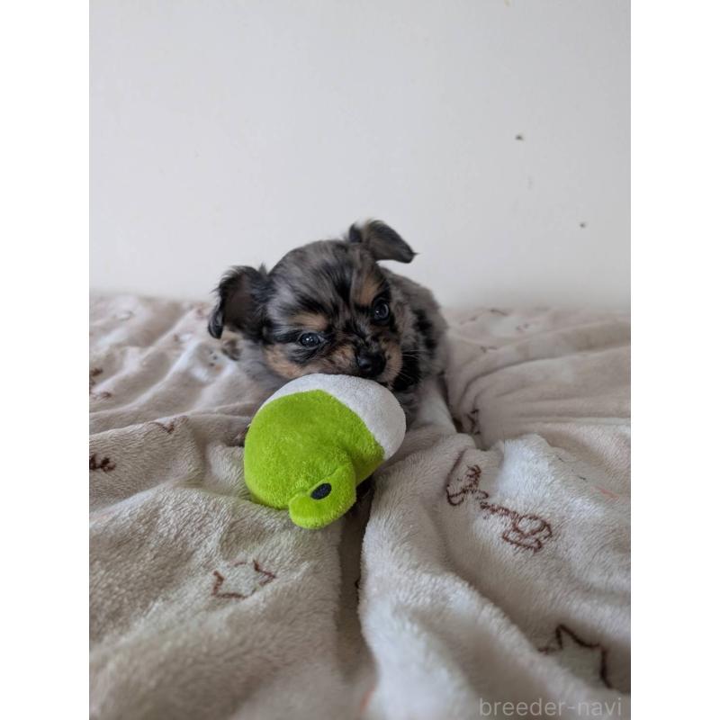 販売中の岡山県のミックス犬-453298の6枚目