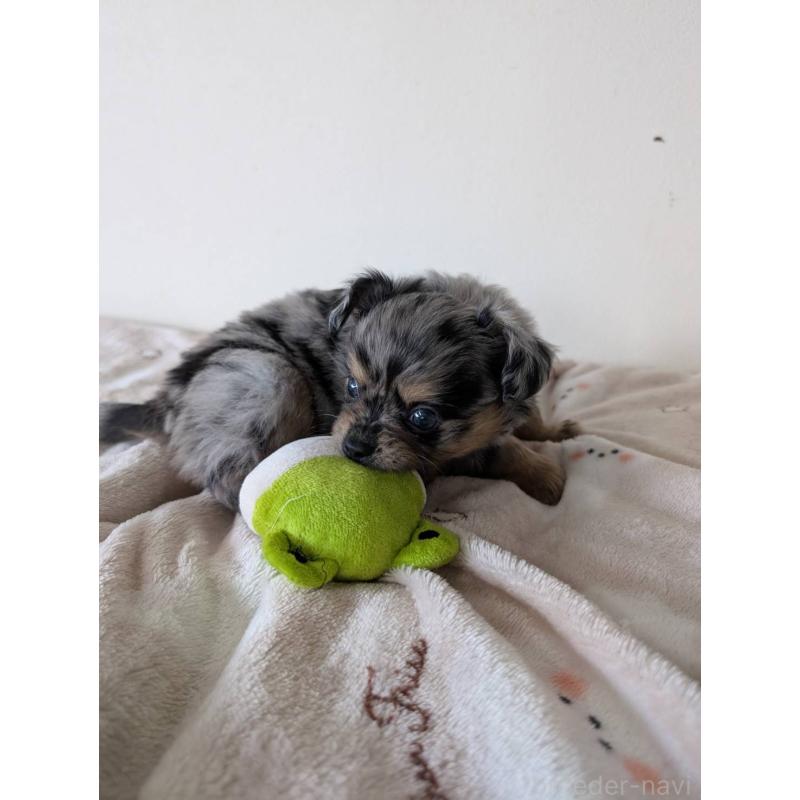 販売中の岡山県のミックス犬-453298の5枚目