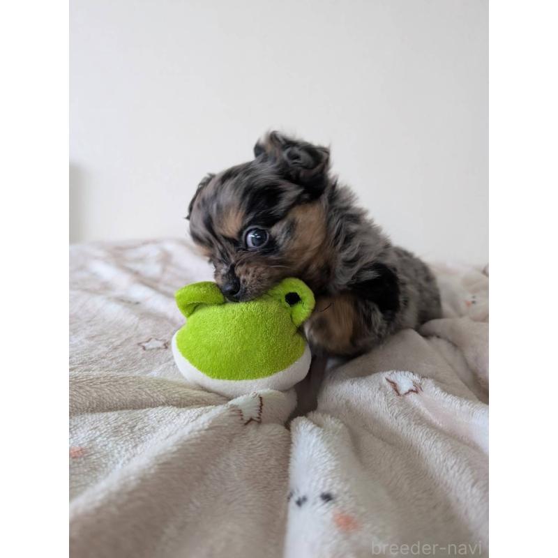 販売中の岡山県のミックス犬-453298の4枚目