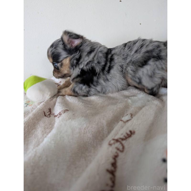 販売中の岡山県のミックス犬-453298の3枚目