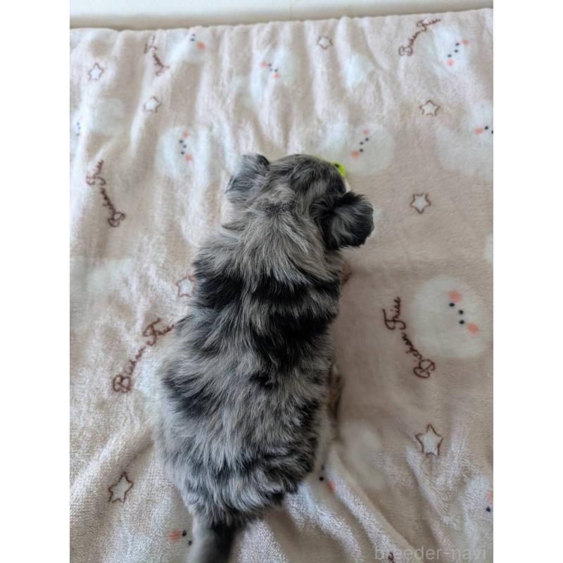 販売中の岡山県のミックス犬-453298の2枚目