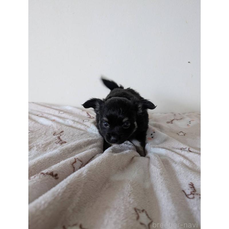 販売中の岡山県のミックス犬-453299の6枚目