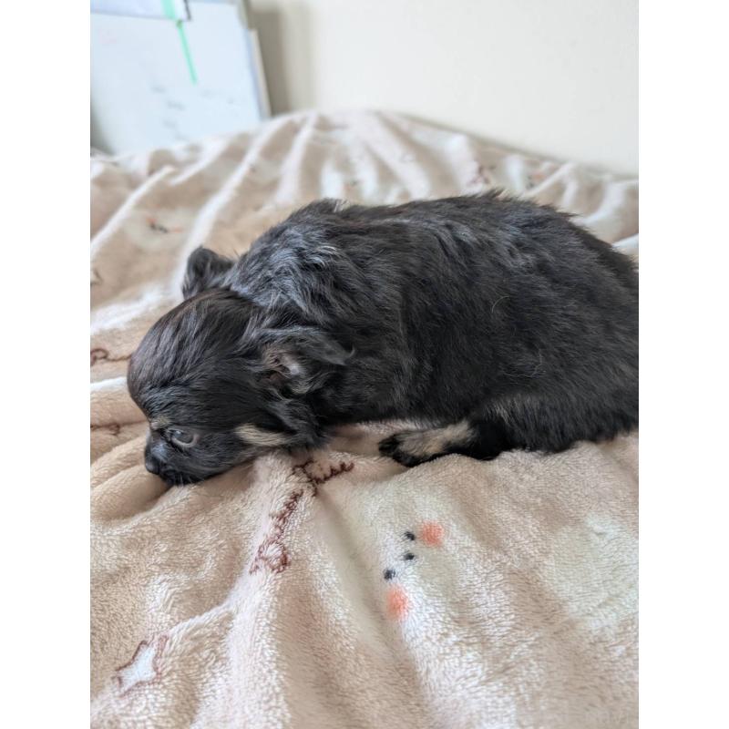 販売中の岡山県のミックス犬-453299の2枚目