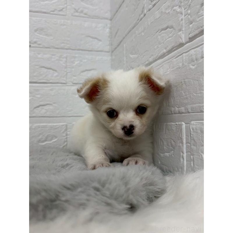 販売中の東京都のチワワ(ロングコート)-453300の4枚目