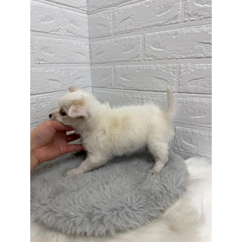 販売中の東京都のチワワ(ロングコート)-453300の3枚目