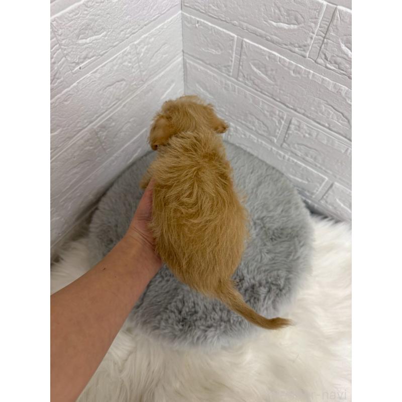 販売中の東京都のチワプー:チワワ×トイプードル-453301の11枚目