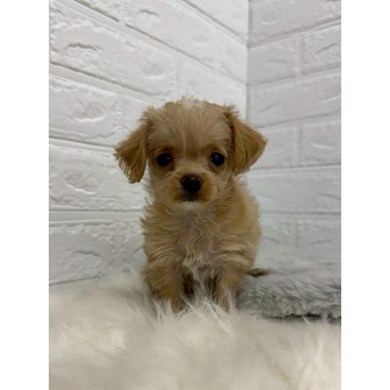 販売中の東京都のチワプー:チワワ×トイプードル-453301の9枚目