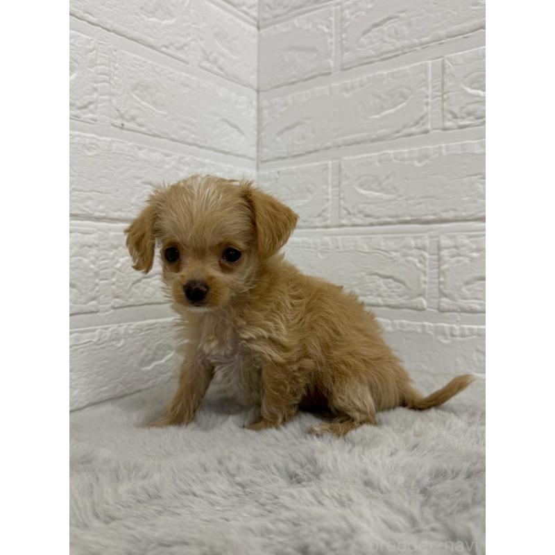 販売中の東京都のチワプー:チワワ×トイプードル-453301の7枚目