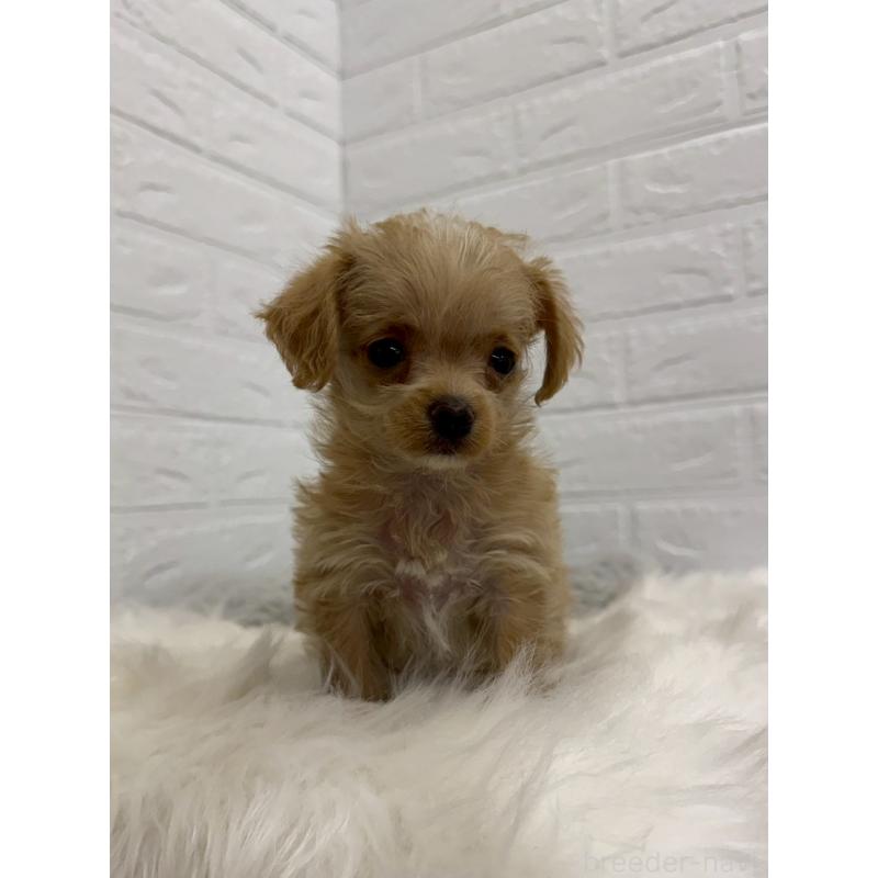 販売中の東京都のチワプー:チワワ×トイプードル-453301の5枚目