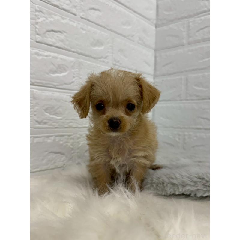 販売中の東京都のチワプー:チワワ×トイプードル-453301の4枚目