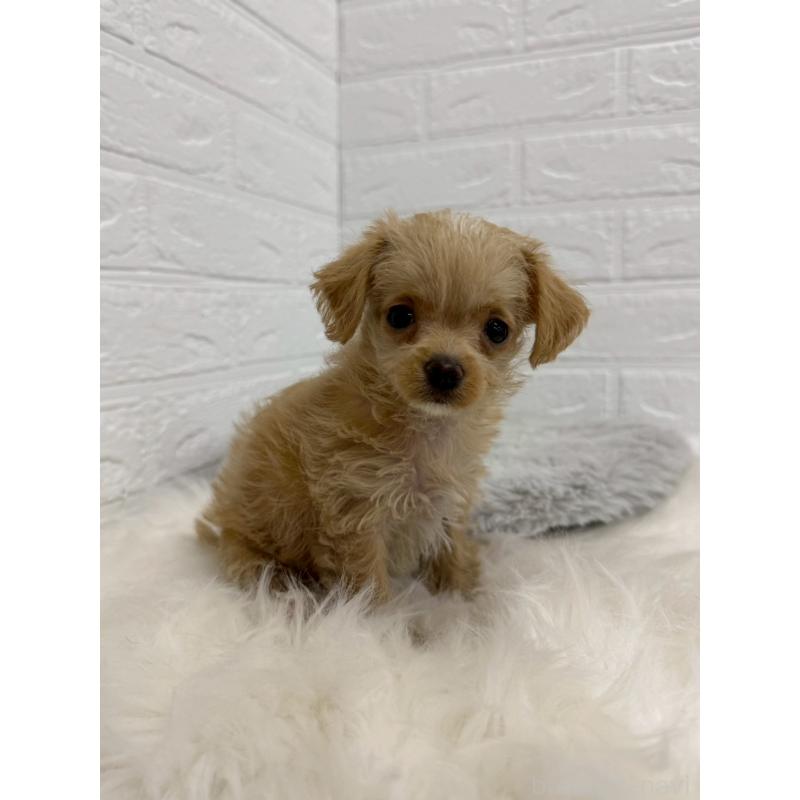 販売中の東京都のチワプー:チワワ×トイプードル-453301の3枚目