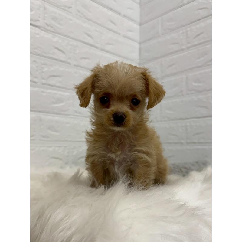 販売中の東京都のチワプー:チワワ×トイプードル-453301の2枚目