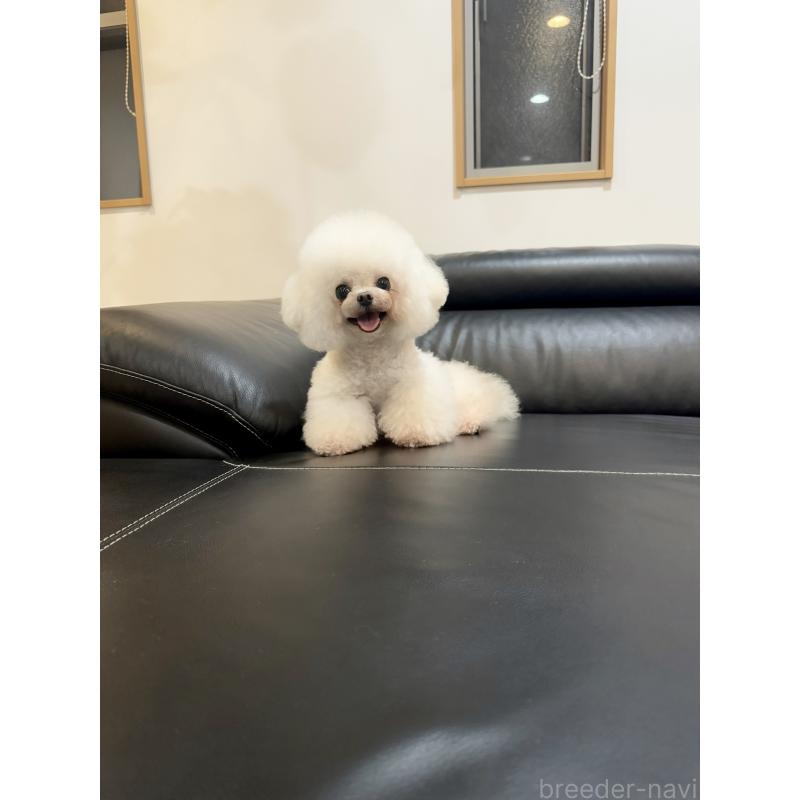 犬舎紹介の茨城県の犬舎紹介-124の2枚目