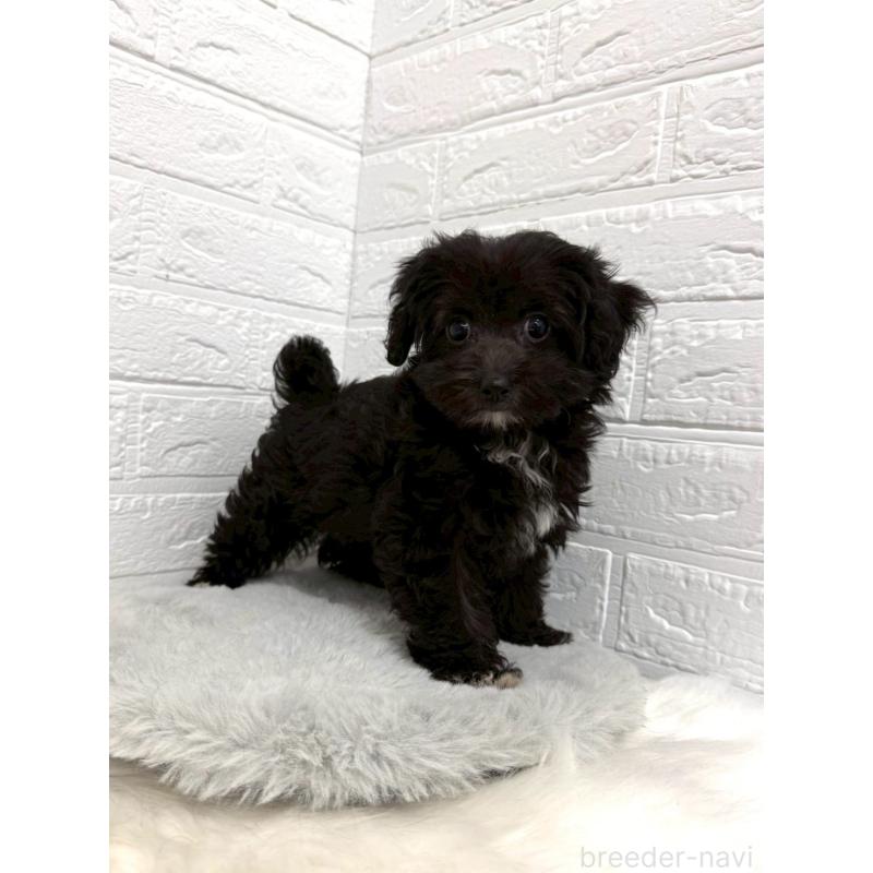 販売中の東京都のチワプー:チワワ×トイプードル-453302の11枚目