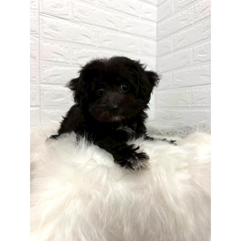 販売中の東京都のチワプー:チワワ×トイプードル-453302の10枚目