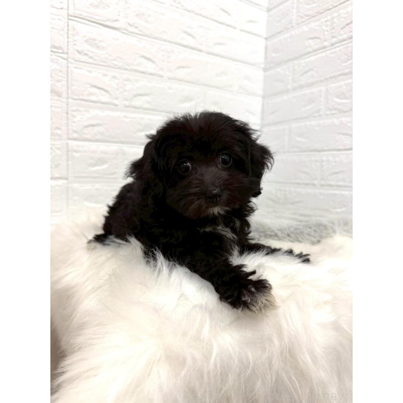 販売中の東京都のチワプー:チワワ×トイプードル-453302の9枚目