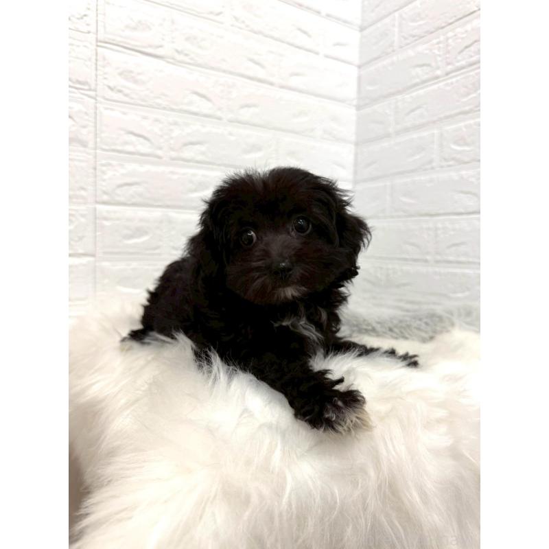 販売中の東京都のチワプー:チワワ×トイプードル-453302の8枚目