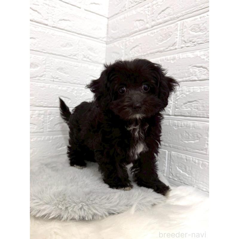 販売中の東京都のチワプー:チワワ×トイプードル-453302の7枚目