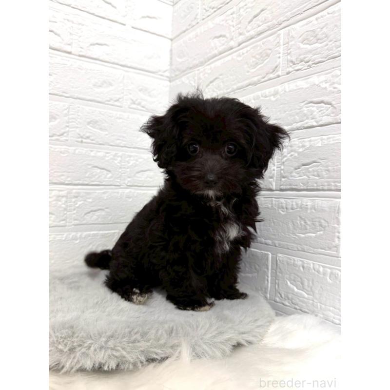 販売中の東京都のチワプー:チワワ×トイプードル-453302の4枚目