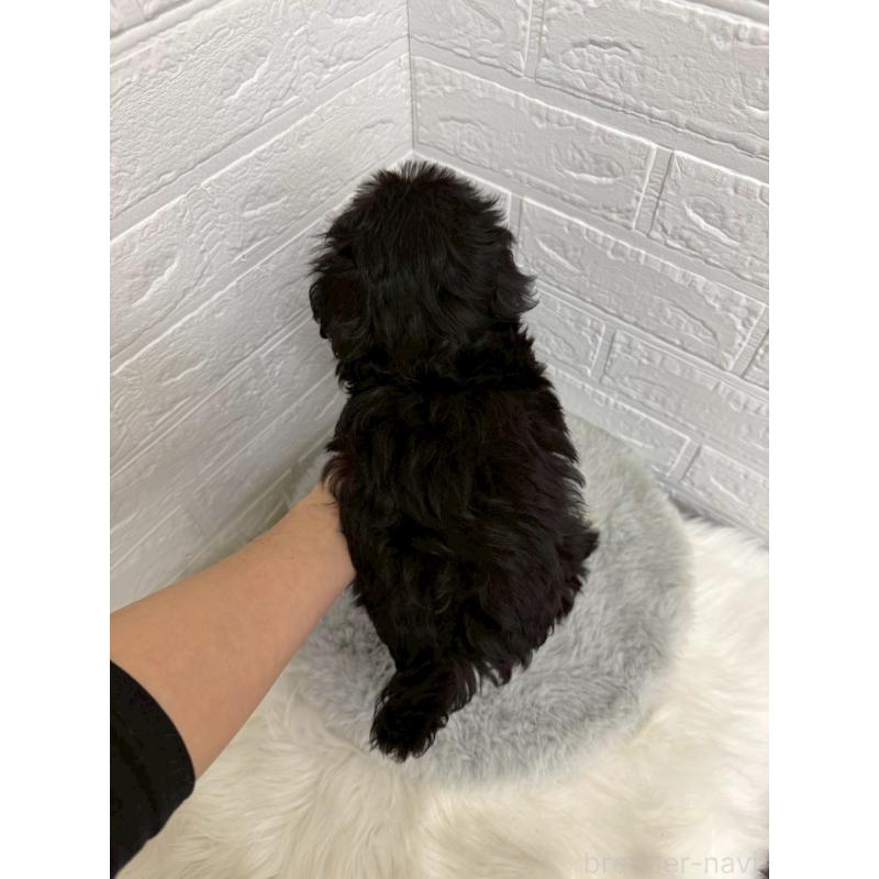 販売中の東京都のチワプー:チワワ×トイプードル-453302の3枚目