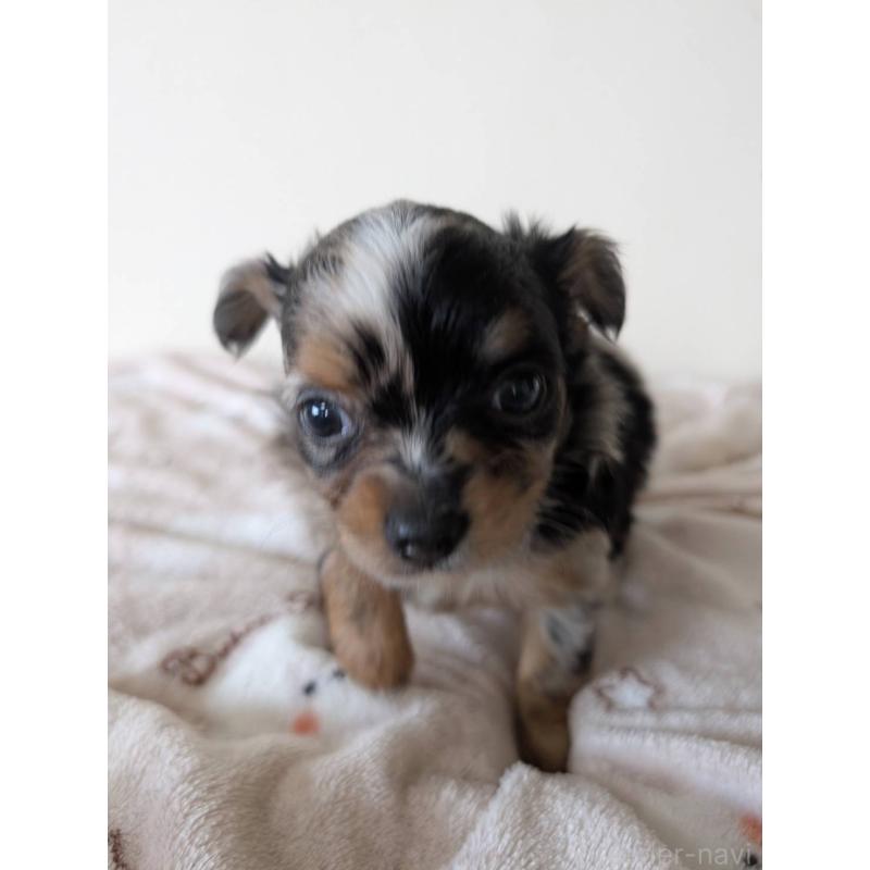 販売中の東京都のミックス犬-453303の5枚目