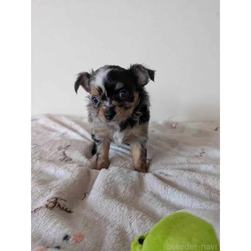 販売中の東京都のミックス犬-453303の4枚目