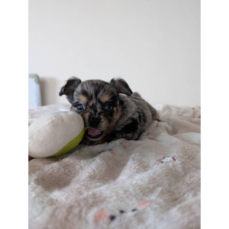 販売中の東京都のミックス犬-453304の2枚目