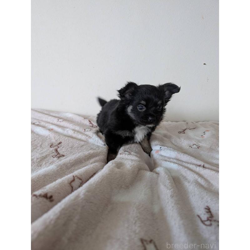 販売中の東京都のミックス犬-453305の6枚目