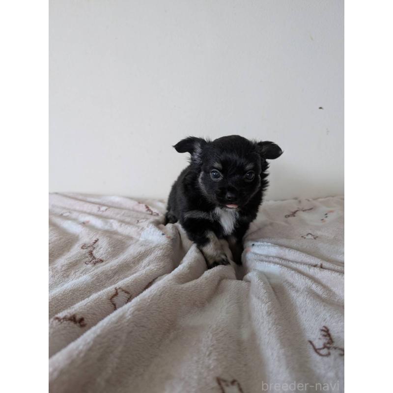 販売中の東京都のミックス犬-453305の7枚目