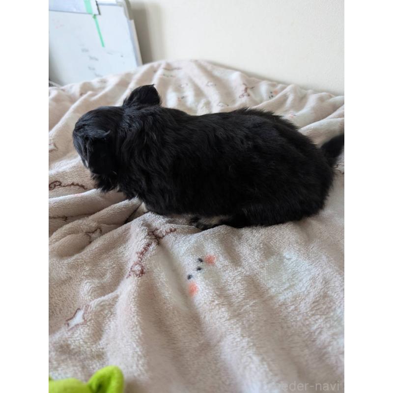 販売中の東京都のミックス犬-453305の4枚目