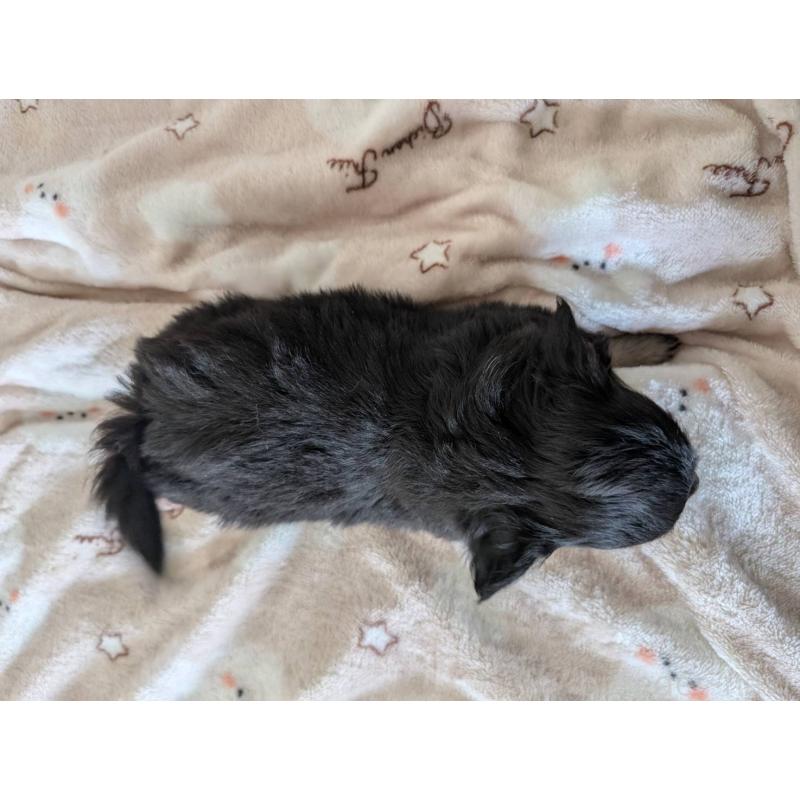 販売中の東京都のミックス犬-453305の2枚目