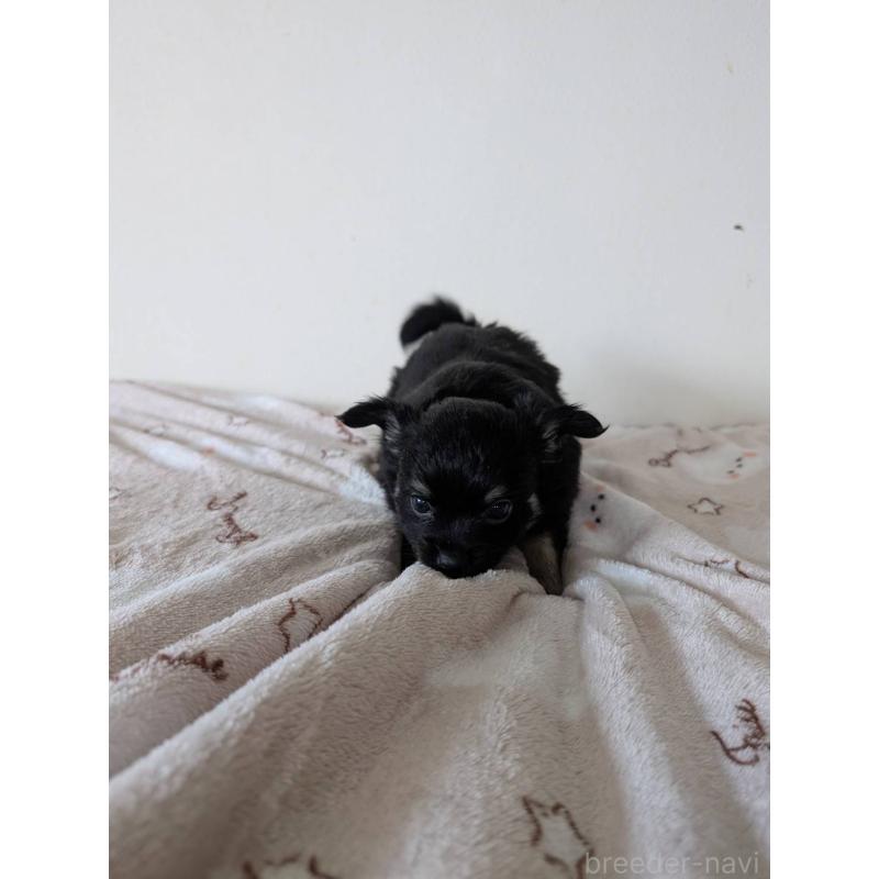 販売中の東京都のミックス犬-453305の3枚目